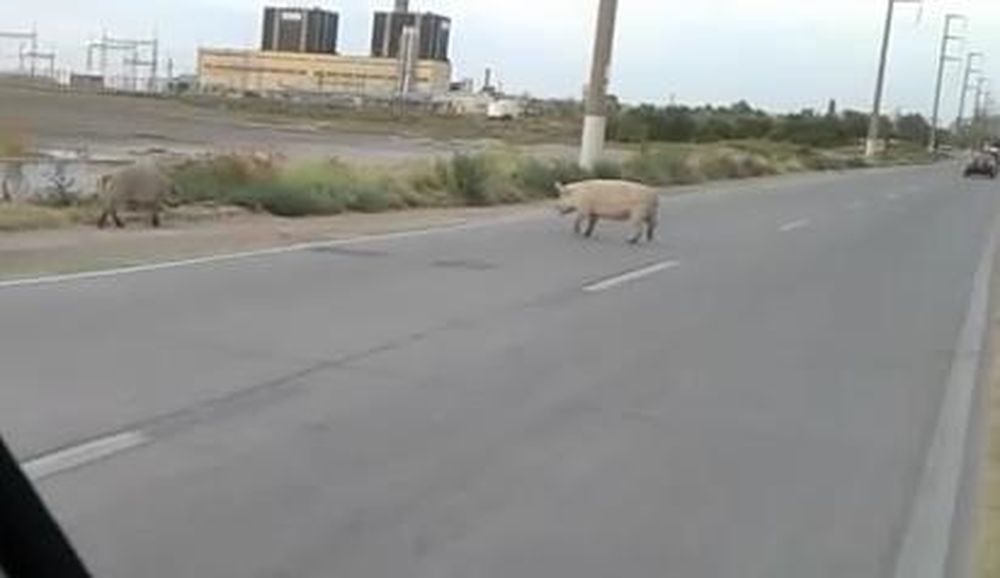 Se le cruzó un cerdo cuando iba en moto y sufrió golpes en la cabeza y una mano