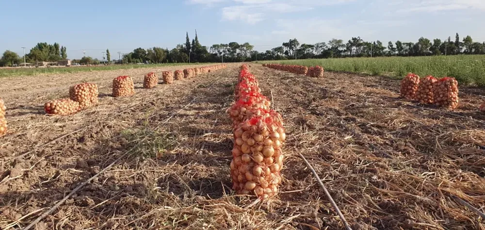 Producción de semillas