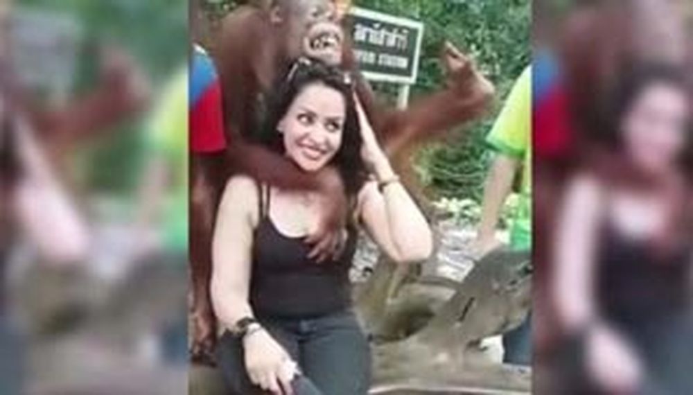 Orangután mano larga