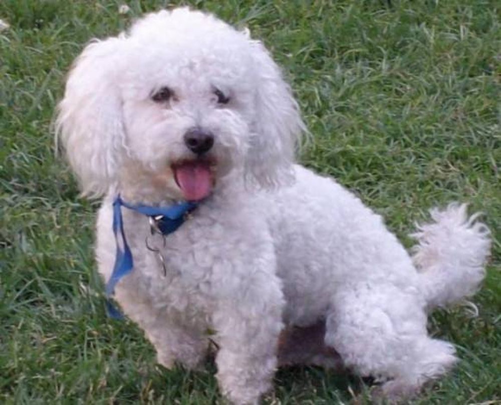 Buenos Aires: los asaltan y les matan su perro a patadas