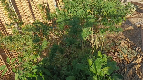 Las plantas de marihuana secuestradas.