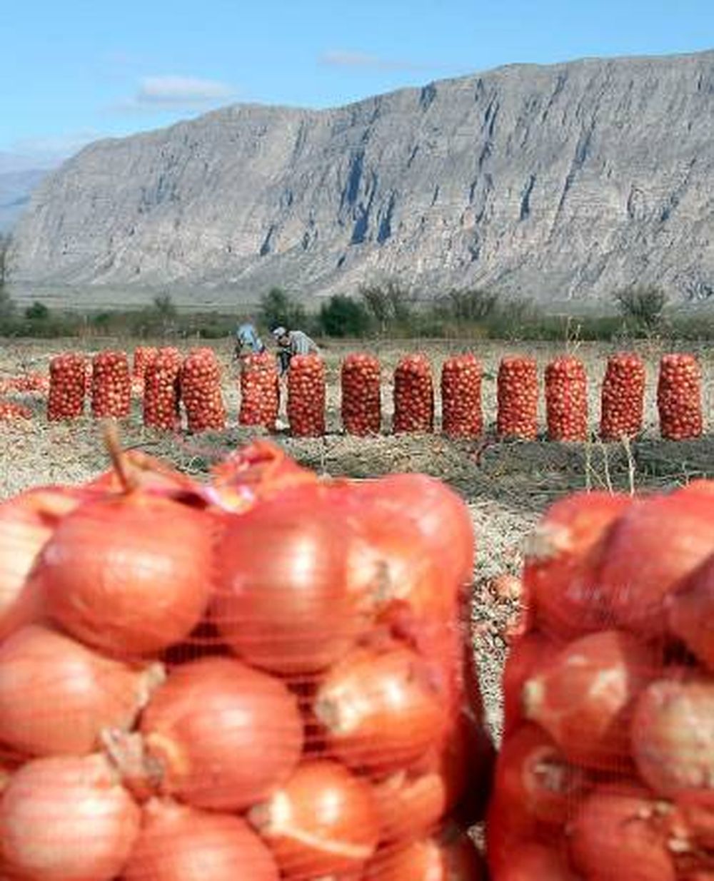 Explosivo aumento de los precios de ajos y cebollas