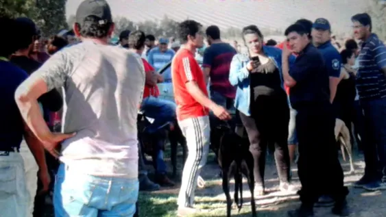 Desafío visual en menos de 60 segundos: ¿podés encontrar la serpiente entre las jirafas?