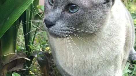 Su gato lagrimeaba cuando comía y la respuesta que le dio el veterinario se hizo viral