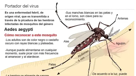 Refuerzan los consejos para prevenir el dengue en vacaciones