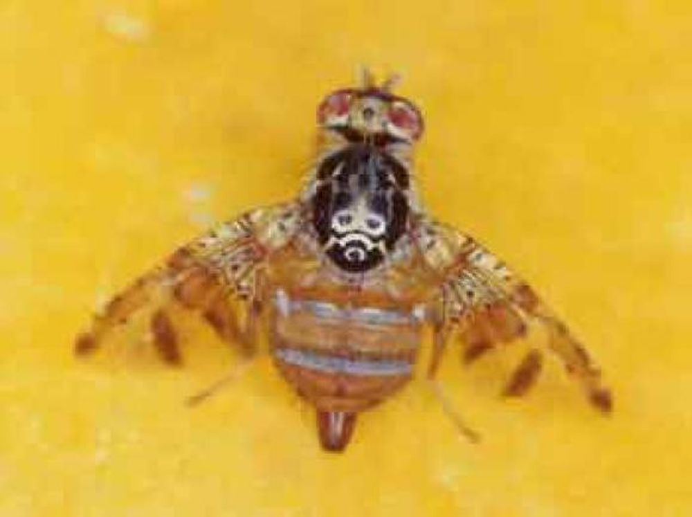 Una trampa para la mosca de la fruta tiene éxito en Australia