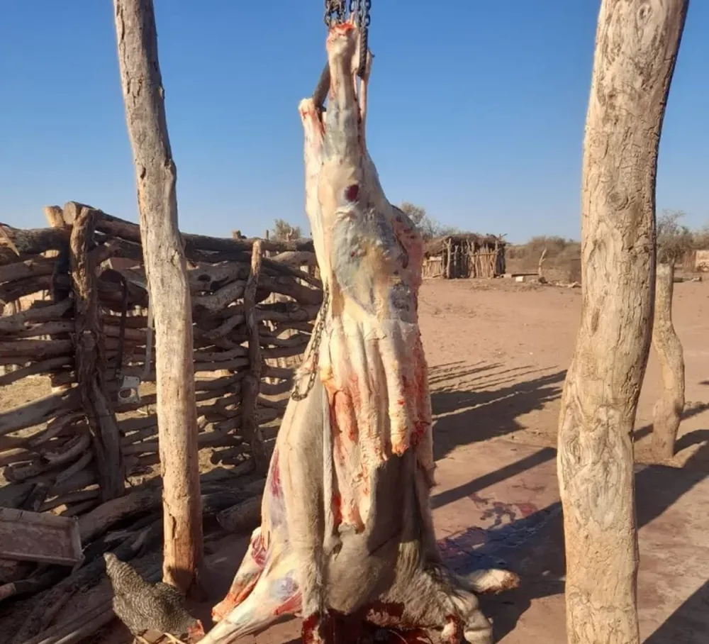 Cae con burros ¿robados?