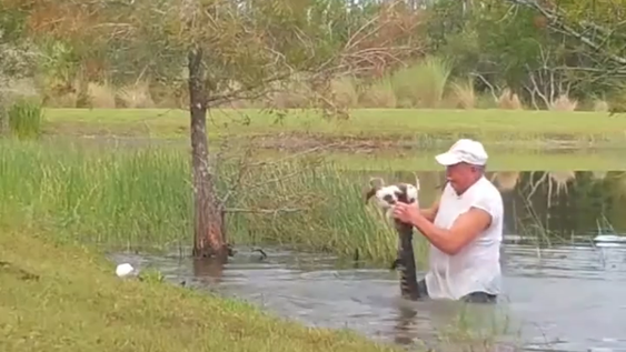 Se metió a un estanque para salvar a un cachorro de las fauces de un caimán