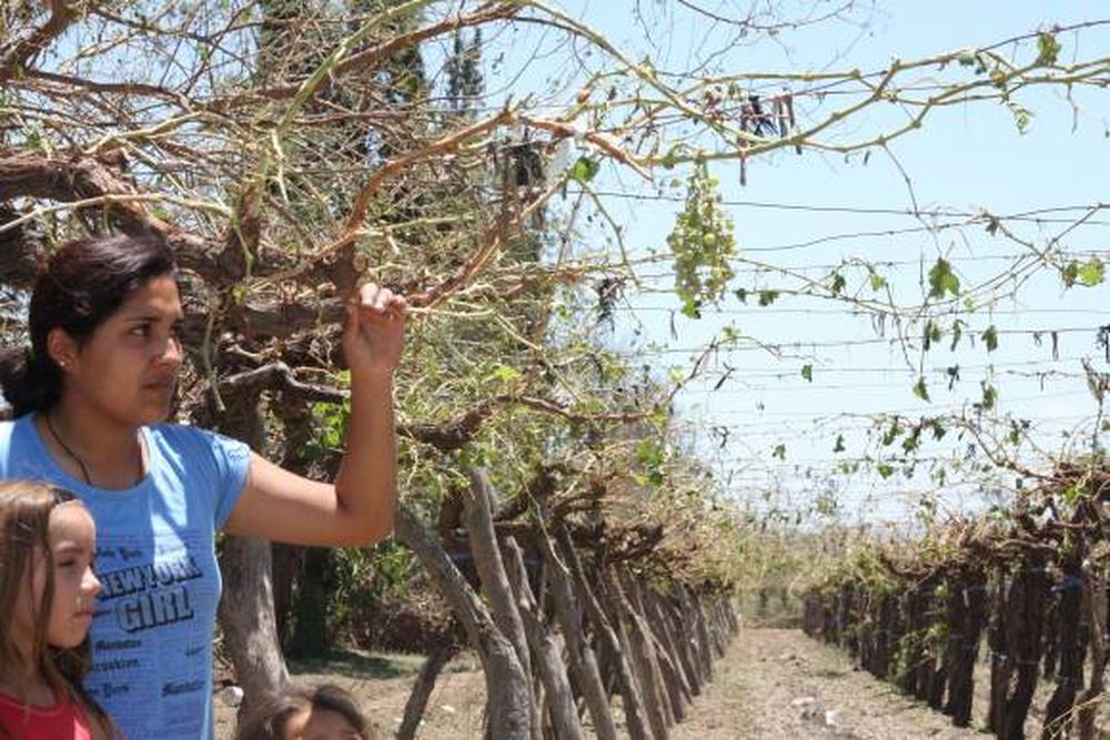 El seguro antigranizo rige para quien ya sufrió daños