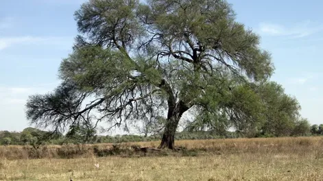 Diario de Cuyo | algarrobo_blanco 728x546.webp