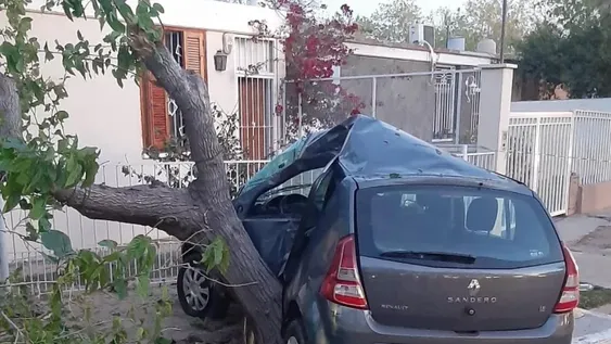 Automovilista se estrelló con un árbol y murió