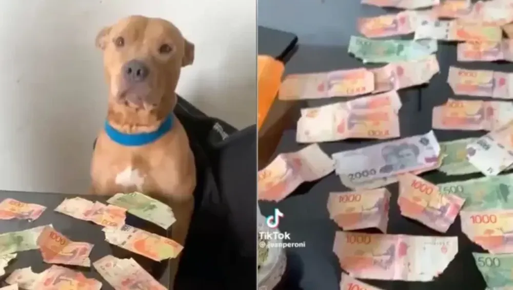 Dejó solo a su perro y lo encontró con $30 mil en billetes rotos: la insólita reacción de la mascota