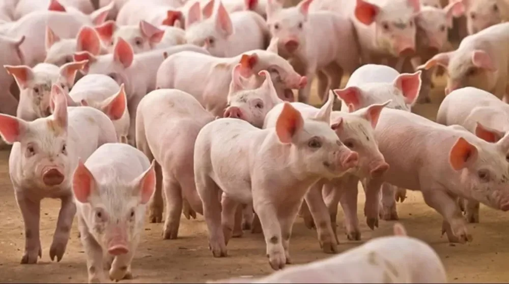 Un cerdo mató al carnicero que lo iba a sacrificar