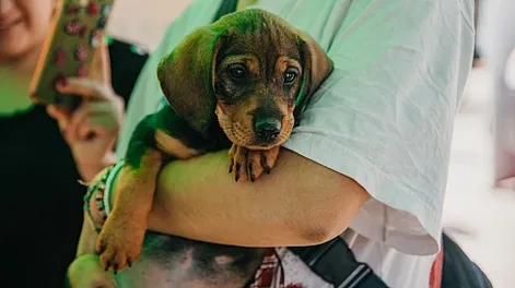 operativo de esterilizacion y vacunacion de mascotas en el parque de rivadavia: fecha, servicios y como sacar turno