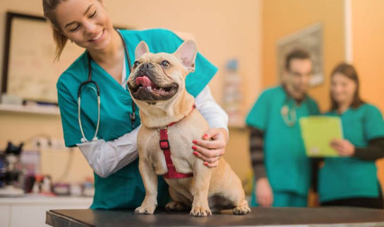 6 formas en que los animales influyen positivamente en la vida de las personas