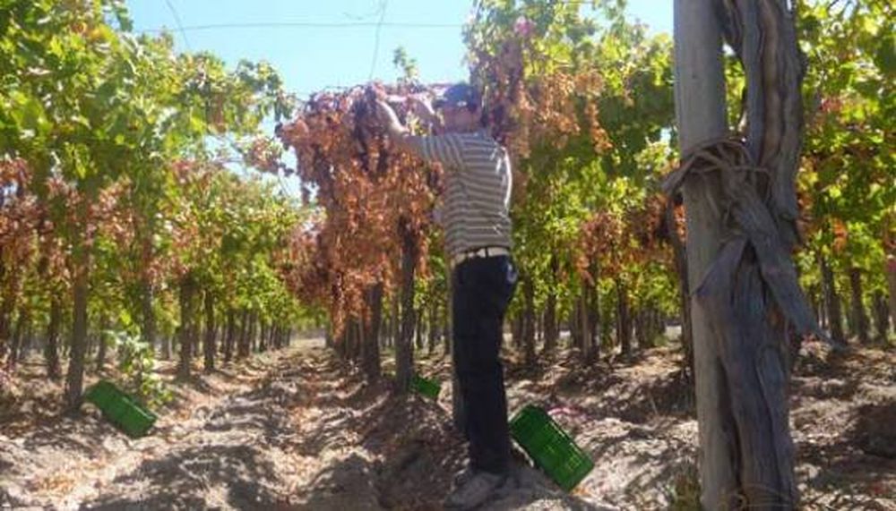 Tecnología para poder secar racimos de uvas en las plantas