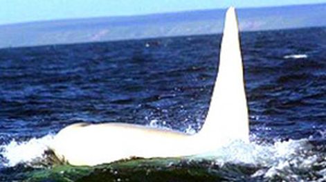 Moby Dick vive