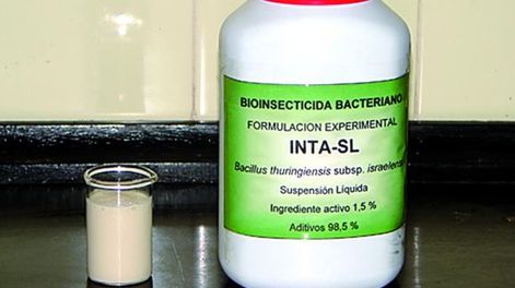 Desarrollaron un bioinsecticida, en base a bacterias, que mata al vector