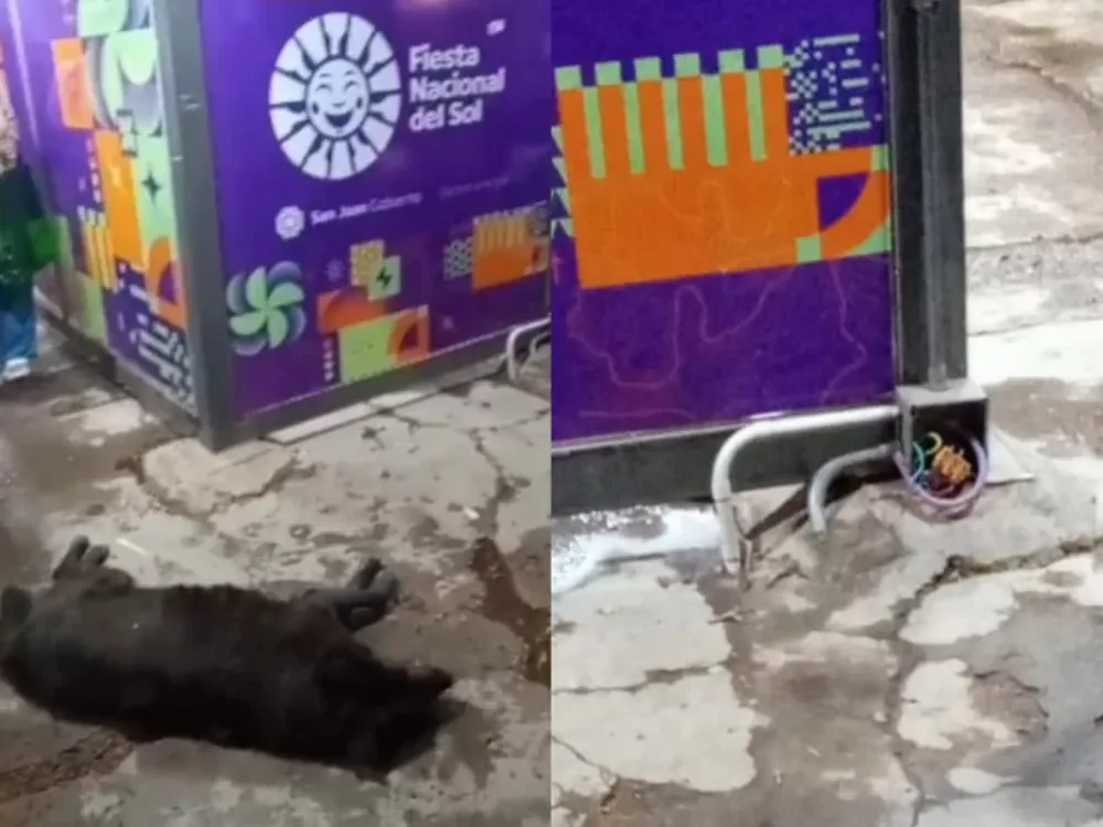 Aseguran que un perro recibió una descarga eléctrica en una parada de colectivo