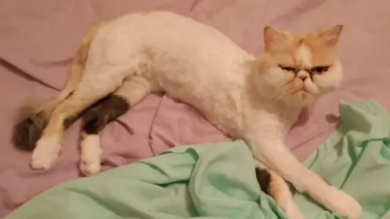 Su gata sobrevivió 46 minutos en el lavarropas: “No la vi”