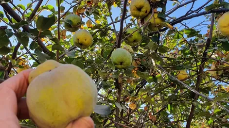 Cosecha de membrillo