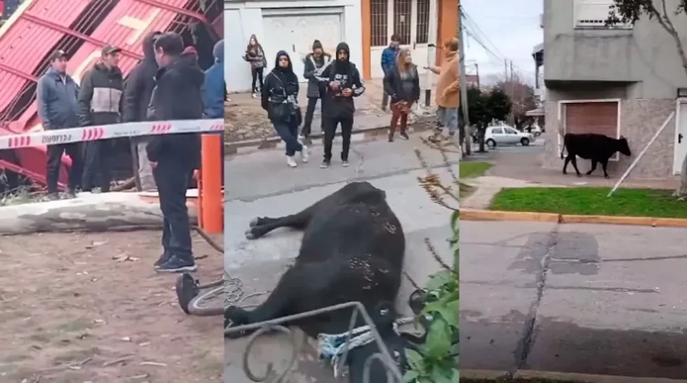 Volcó un camión con vacas: varias fueron faenadas por los vecinos y otras anduvieron sueltas por un barrio
