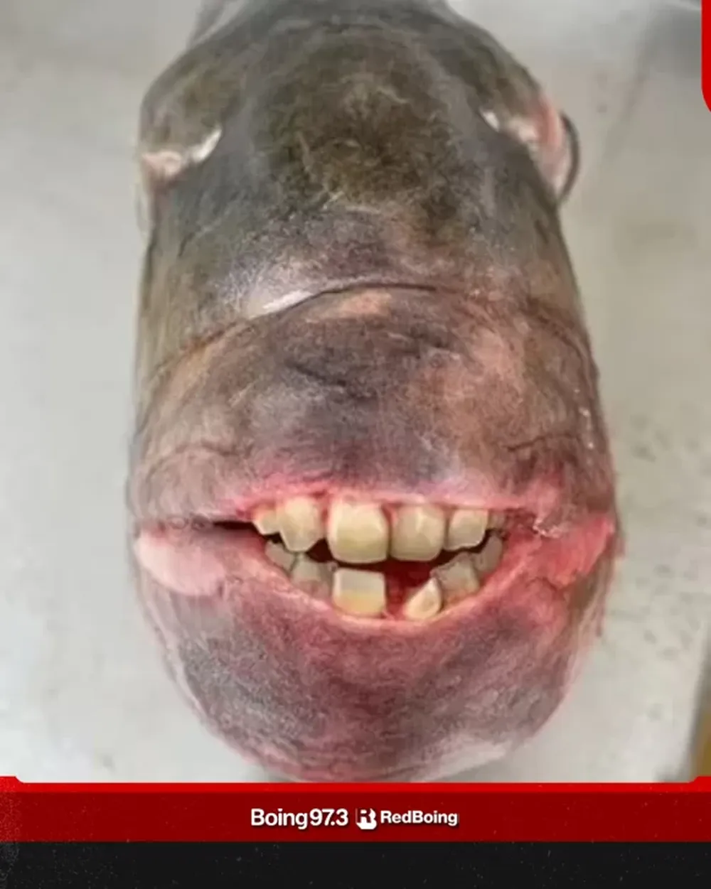 Capturó un pez con “dientes humanos”