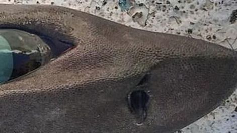 Atraparon un espeluznante tiburón de especie desconocida