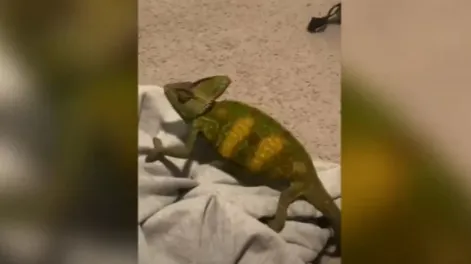 Un hombre adopta como mascota…¡un camaleón que rescató de la carretera!