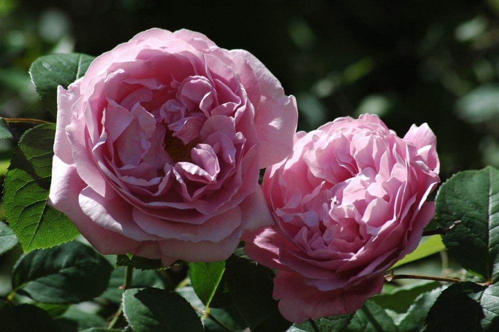 Rosal Mary Rose