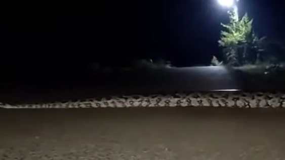 Terror en México: hallaron a una boa gigante circulando por una ruta