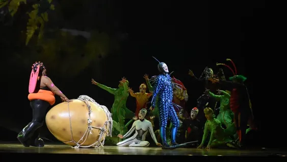 Viaje al mundo de los insectos acróbatas