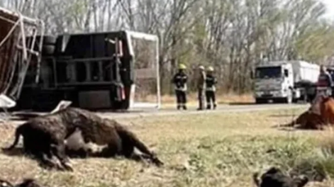 [VIDEOS] Volcó un camión con vacas y los vecinos faenaron a los animales