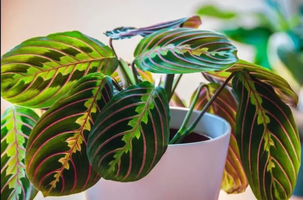Maranta leuconera, la planta que purifica el aire y es moda deco