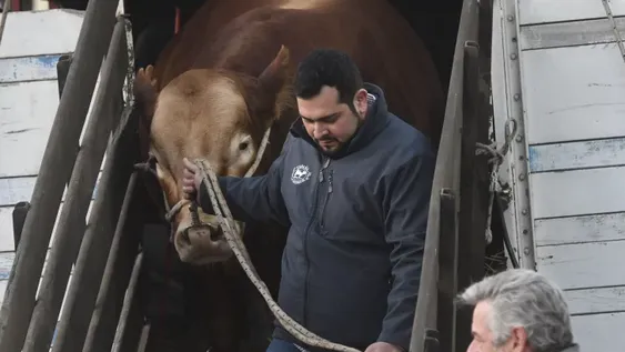 Rural: un toro privilegiado