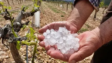 En lo que va del año, 2.770 hectáreas de cultivo fueron dañadas por lluvias y granizo.