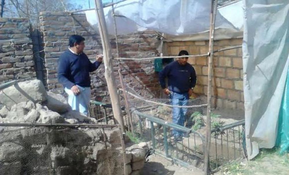 Cultivó 21 plantas de marihuana, detenido