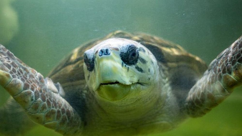 El tortugo Jorge pasó 40 años en cautiverio y lo liberaron, pero perdió la señal de su rastreador
