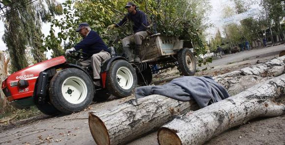 UNSJ: cambian árboles  enfermos por otros sanos