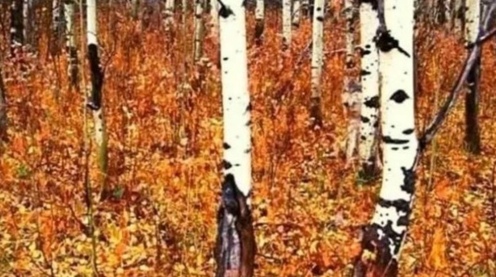 ¿Podés hallar al lobo que está oculto en la foto?
