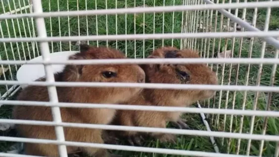 Rescatan carpinchos bebés que estaban a punto de convertirse en milanesas de capibara