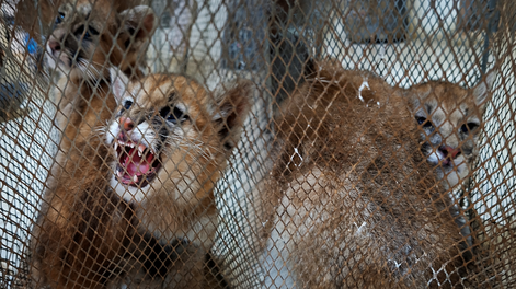 Rescataron dos cachorros de puma que tenían cautivos en Sarmiento.