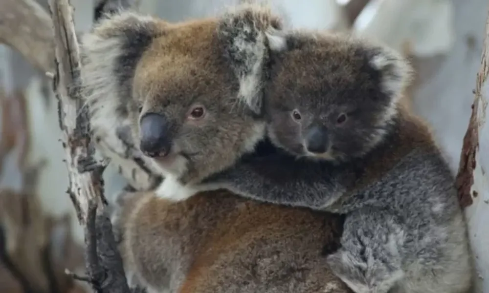 Australia sacrificó a 750 koalas con francotiradores desde helicópteros tras un incendio
