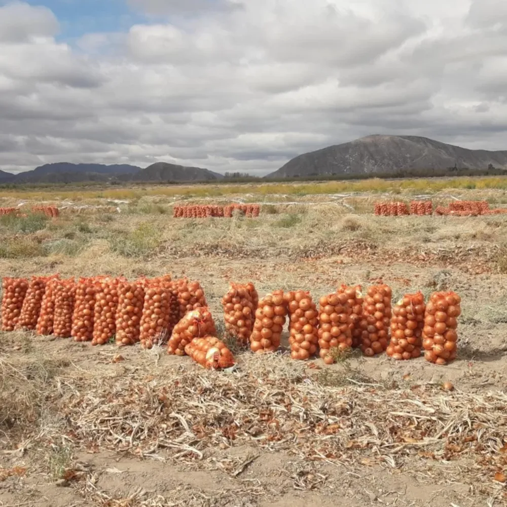Aumentó el precio de la cebolla, en un tiempo complejo del agro