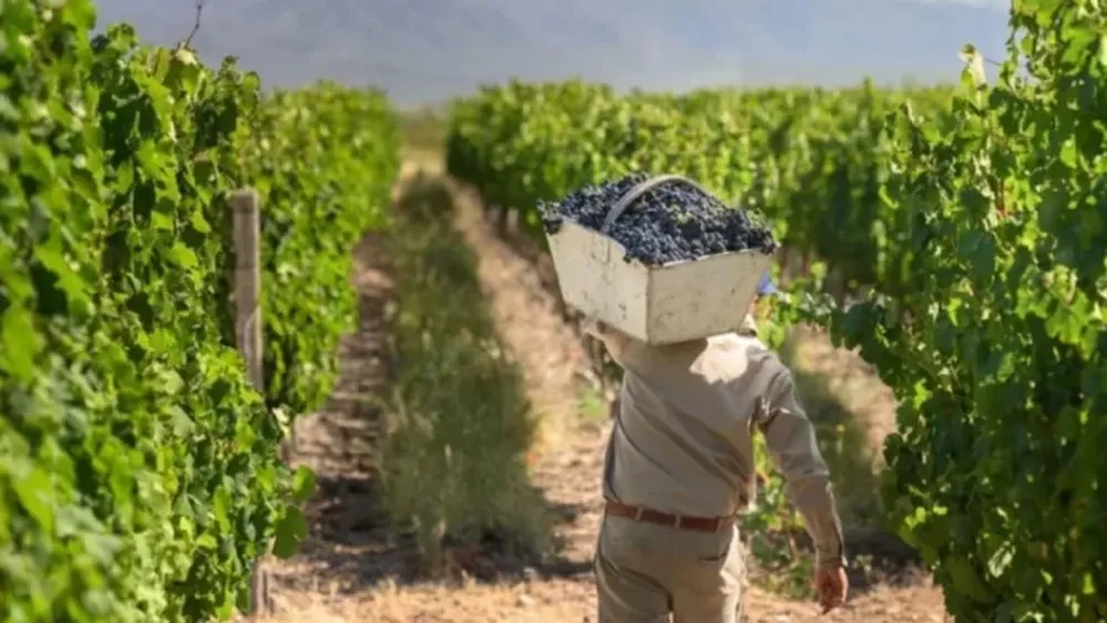 En un contexto de escaso consumo y rentabilidad, apuntan a un mejor precio de la uva