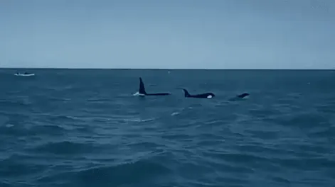 Capturan a una orca en la costa de Monte Hermoso y es furor