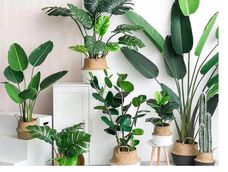 plantas xl: especies que imponen presencia con su tamano plantas xl: especies que imponen presencia con su tamano