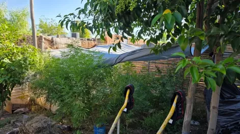 Secuestraron gran cantidad de plantas de marihuana. (Foto Policía San Juan)