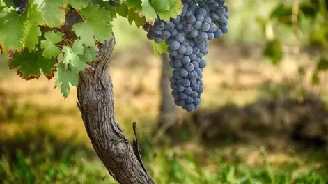 Diario de Cuyo | 613110b3 604f 4aa6 95f1 ba4a0cf02225 728x485.webp