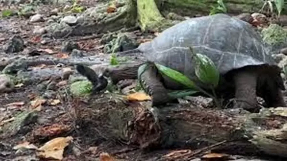 Sorpresa entre los científicos por la tortuga que cazó un pajarito para comer